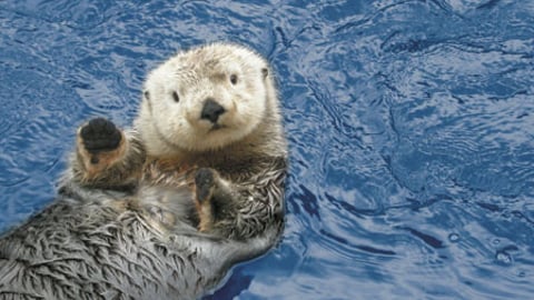  otter cuteness