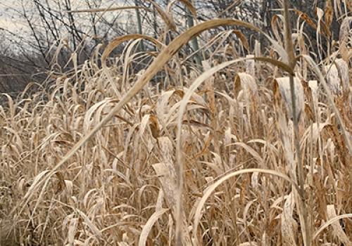 a group of tall grass