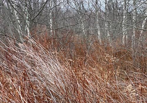 a close up of a dry grass field